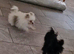 Pomeranian x shitzu. Boy. Fully vaccinated. Ready to go