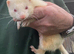Albino Jill ferret for sale
