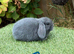 Pure bred mini lops .