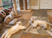 Beautiful GCCF Registered Ragdoll Kittens.