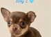Tiny Chihuahua Puppies