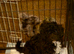 2 black and whit poochon ready full injection