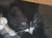 Kittens ready for a loving home