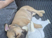 9 week old french bulldog pup
