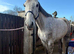 16.1/2 6yo ID x ISH Gelding