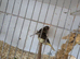 Gloster canaries for sale