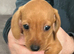 3 playful, mischievous and funny puppies.