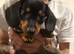 5 beautiful miniature daschshund left looking for furever homes