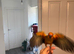 Selling baby handreared sun conures