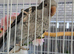 &ldquo;Lucky &ndash; Beautiful, Hand-Reared & Very Tame Talking Quaker&rdquo;