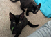 2 kittens looking for loving homes