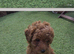 Toy poodle for sale