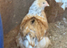 Brahma Chickens for sale