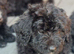 STANDARD F1 BERNADOOLE GIRLS FULL HEALTH TESTED /VACCINATED REDUCED 1400