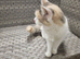 18 month old female maine coon