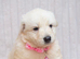 EXCEPTIONAL WHITE GERMAN SHEPHERD PUPPIES FOR SALE