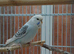 Young pair of budgies