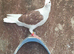 Saddle racing pigeons for sale