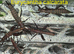 Stick Insects and Isopods