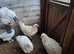Jersey Giant breeding trio ..................white