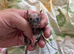 Male rats and female rats available