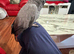 Super tame African grey parrots