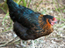 Rhode rock barred rock light sussex