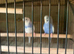 Baby budgies for sale