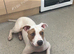 Puppy for sale