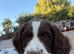Pedigree springer spaniel pups for sale , docked tails, ready to leave