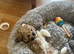 Puppy fir sale 9 weeks old