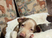 Duchund puppies
