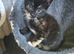 Kittens looking for forever home