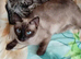 Wonderful kittens