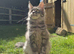 XL polydactyl Mainecoon