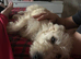 Glen of Imaal terrier male 1 year