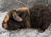 Beautiful baby teddy brothers for sale