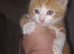 2  kittens,  male and female