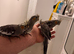 Baby Cocktal for sale