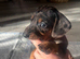 4 stunning sizzling sausage boys