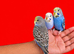 Super silly hand tamed baby budgies