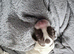 Spreagle puppies.