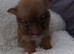 Puppies