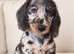 Daxi cross yorkie pups.