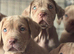 Beautiful puppy’s looking for a home