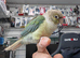 Super Tamed Baby Conure