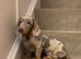 Beautiful Isabella and cream dapple miniature dachshund