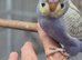 Violet baby budgies
