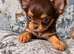 Chocolate tan Longcoat female