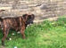 Am sell dog Boxer